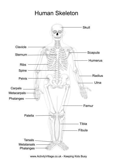 free printable anatomy study guides